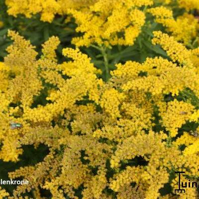 Solidago 'Strahlenkrone'