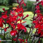 Lobelia cardinalis 'Queen Victoria'