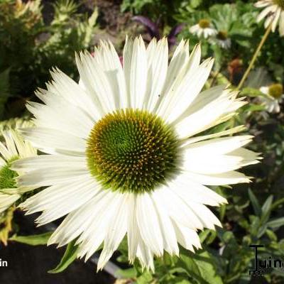 Echinacea purpurea 'Virgin' - Echinacea purpurea 'Virgin'