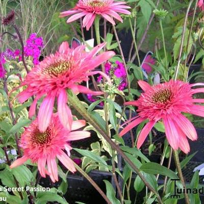 Echinacea purpurea 'SECRET Passion' - 