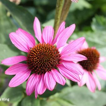 Echinacea purpurea 'The King'