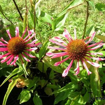 Echinacea purpurea 'Quills and Thrills'  - 