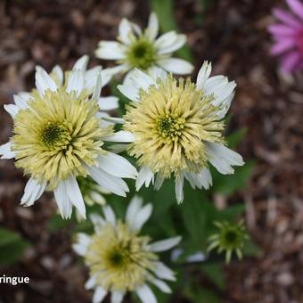 Echinacea purpurea 'Meringue'