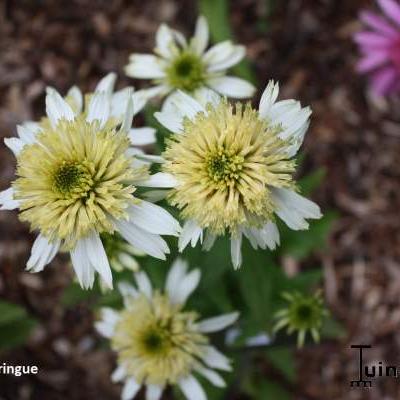 Echinacea purpurea 'Meringue' - 