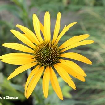 Echinacea purpurea 'Mac 'n' Cheese'