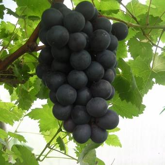 Vitis vinifera 'Boskoop Glory'