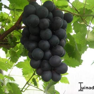 Vitis vinifera 'Boskoop Glory' - 