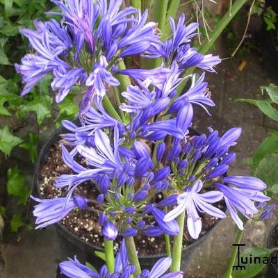 Agapanthus africanus ‘Charlotte’ - 