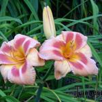 Hemerocallis 'Real Wind' - 