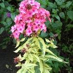 Phlox paniculata 'Becky Towe' - 