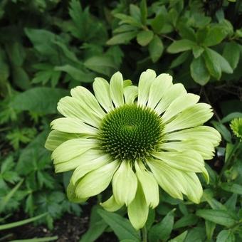 Echinacea purpurea 'Green Jewel'