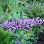 Buddleja lindleyana - 