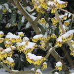 Hamamelis - Zaubernuss