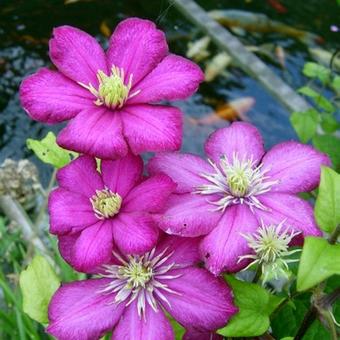 Clematis texensis ´Ville de Lyon´