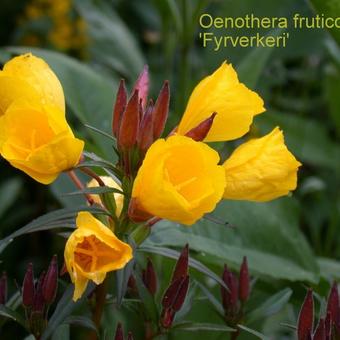 Oenothera