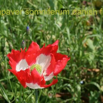 Papaver somniferum