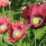 Papaver somniferum - Pavot somnifère