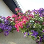 Verbena x hybrida - 