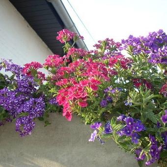 Verbena x hybrida