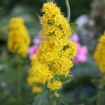 Solidago 'Septembergold' - 