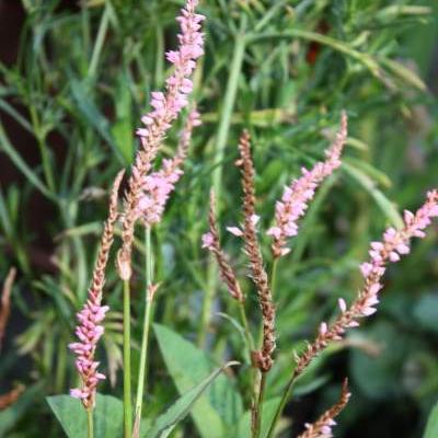 Persicaria amplexicaulis 'Pink Elephant' - Persicaria amplexicaulis 'Pink Elephant'