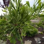 Ginkgo biloba 'Thelma' - 