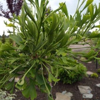 Ginkgo biloba 'Thelma'