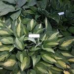 Hosta 'Striptease' - 