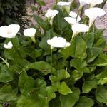 Kalla - Zantedeschia aethiopica