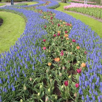 Muscari armeniacum