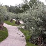 Olea europaea - OLIVIER, OLIVIER COMMUN  (AMPOULAOU, AMELLAU..IN ZUID-FRANKRIJK)