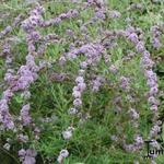 Buddleja alternifolia - Schmalblättriger Sommerflieder