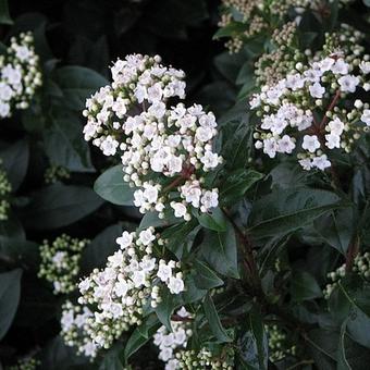 Viburnum tinus