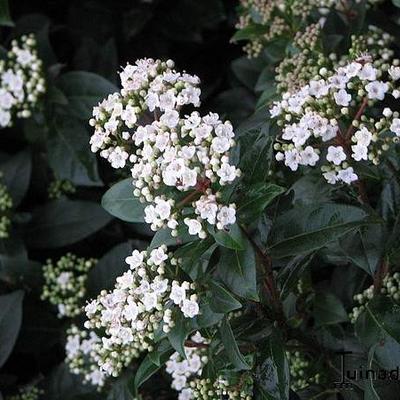 Viburnum tinus - Lorbeerblättriger Schneeball