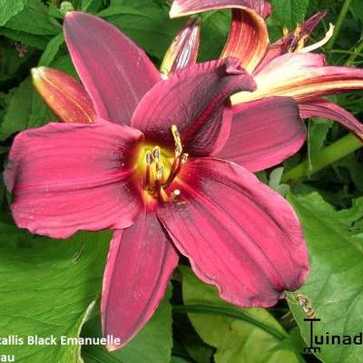 Hemerocallis 'Black Emanuelle' - 