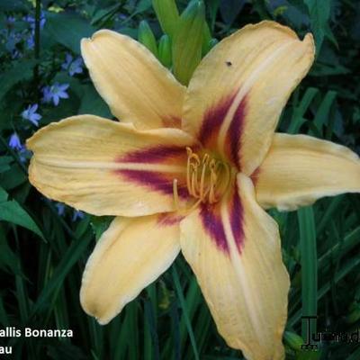 Hemerocallis 'Bonanza' - Hemerocallis 'Bonanza'