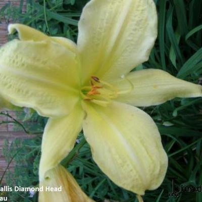 Hemerocallis 'Diamond Head' - 