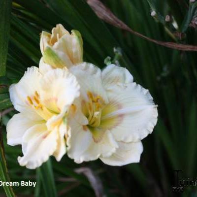 Hemerocallis 'Dream Baby' - 