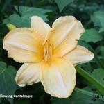 Hemerocallis 'Glowing Cantaloupe' - 