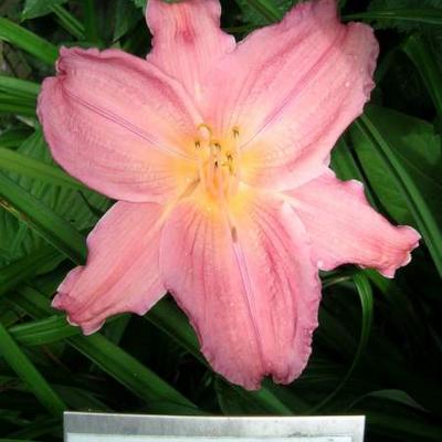 Hemerocallis 'Gypsy Red Robe' - 