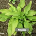 Hosta 'Sun Power' - 