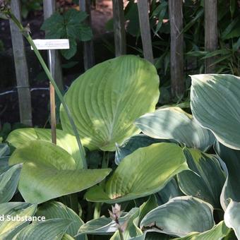 Hosta 'Sum and Substance'