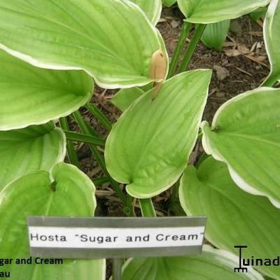 Hosta 'Sugar and Cream' - 