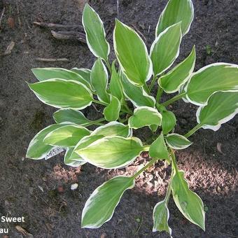 Hosta 'So Sweet'