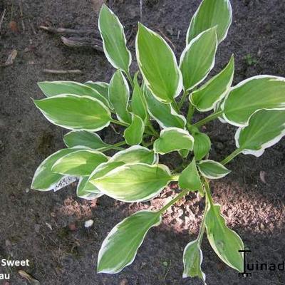 Hosta 'So Sweet' - Hosta 'So Sweet'