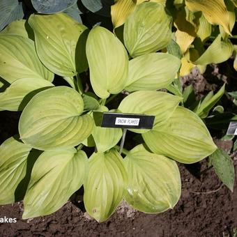 Hosta sieboldii 'Snowflakes'