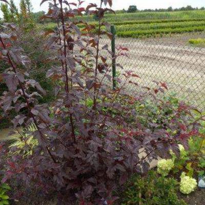 Physocarpus opulifolius 'Lady in Red' - Physocarpus opulifolius 'Lady in Red'