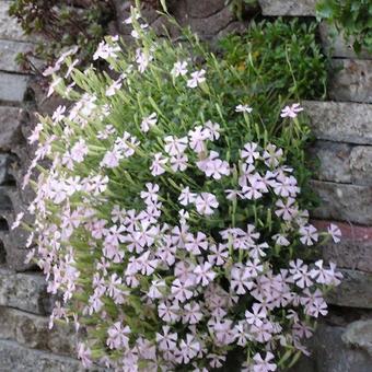 Silene schafta 'Ralph Haywood'