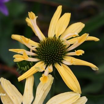 Echinacea purpurea 'Sunrise'