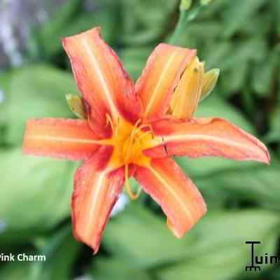 Hemerocallis 'Pink Charm'